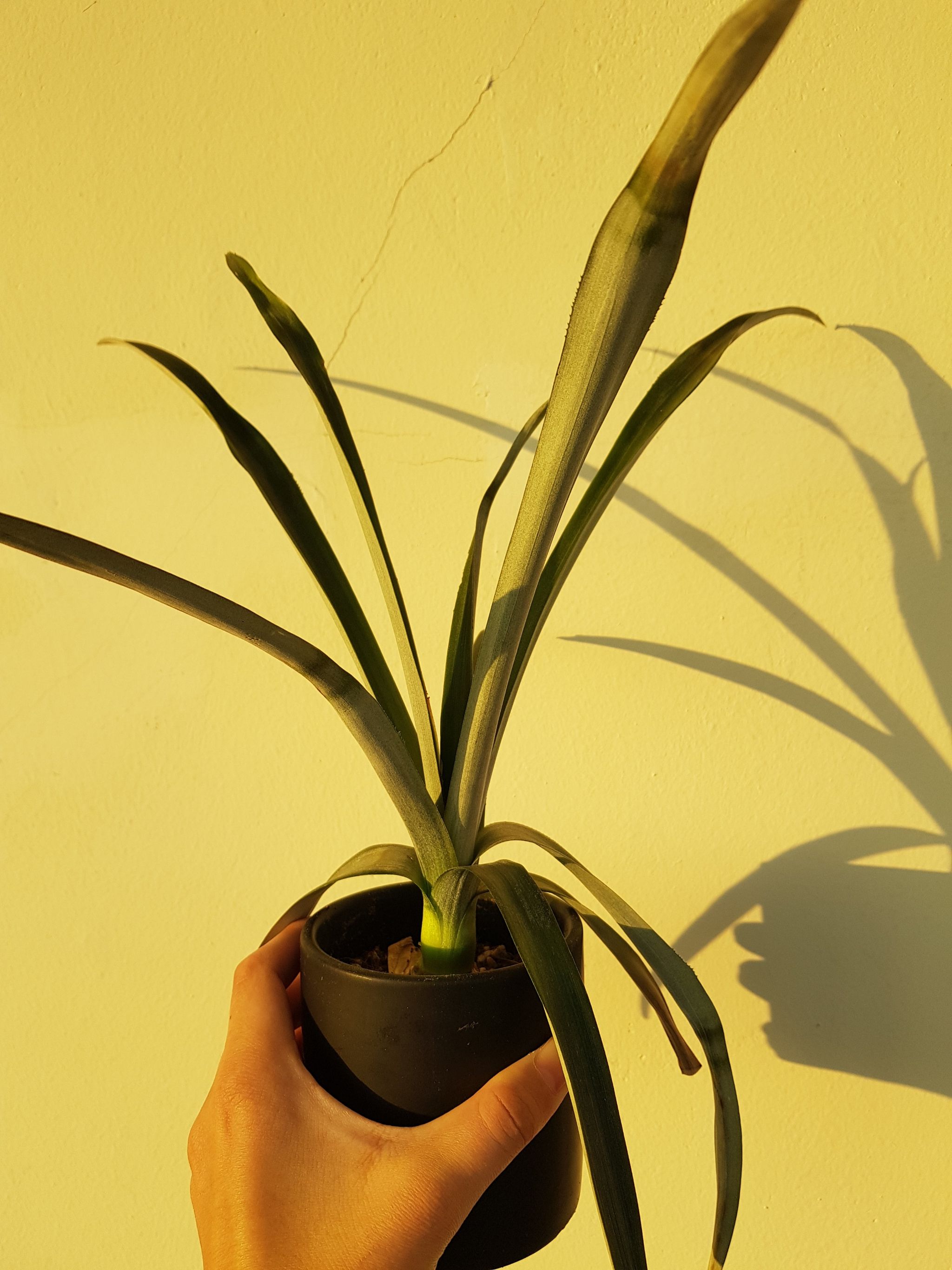 Pineapple uploaded to the Greg plant app by @smugwort