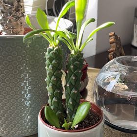 Photo of the plant species Euphorbia Succulenta by @AffectivePepino named Sonora on Greg, the plant care app