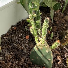 Photo of the plant species Spineless Prickly Pear by @AffectivePepino named Peter Parker on Greg, the plant care app