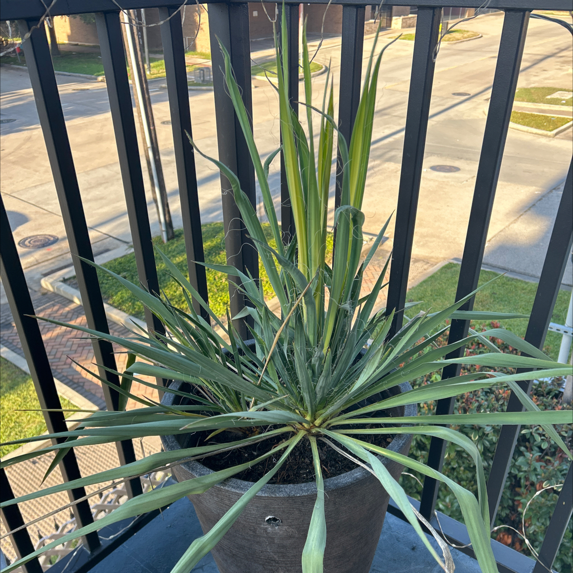 Potted Adam's Needle plant on a balcony with long, narrow leaves.