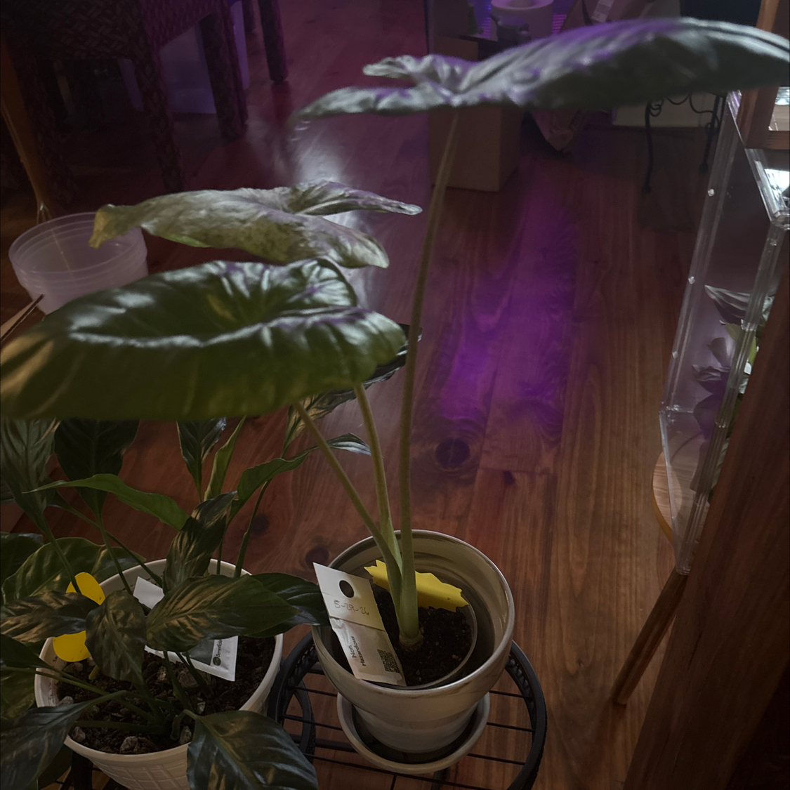 Photo of the plant species Alocasia Odora Batik Varigetated by @PoetPoisonpie named Lola on Greg, the plant care app