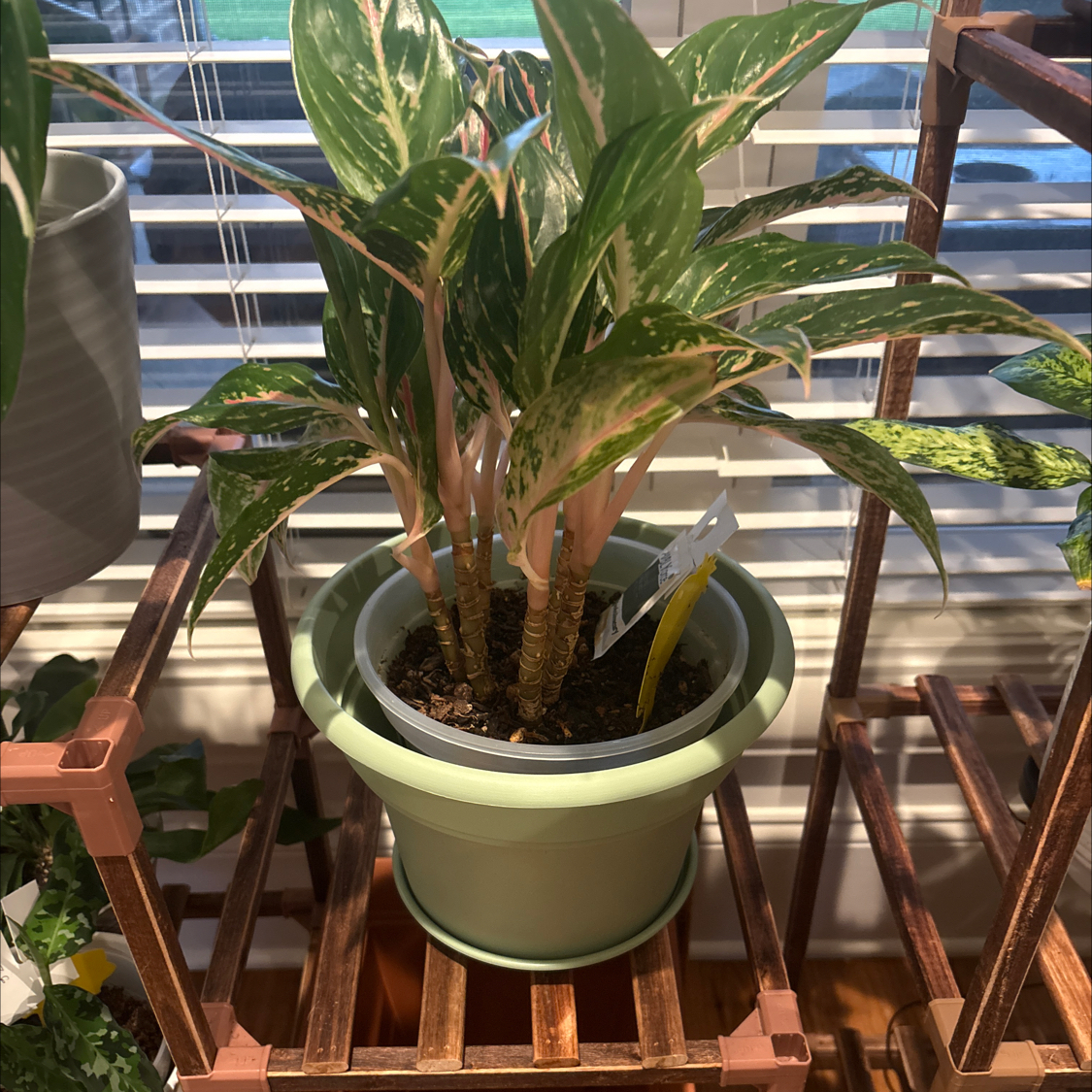 Photo of the plant species Aglaonema 'Pink Beauty' by @PoetPoisonpie named Peter Parker on Greg, the plant care app