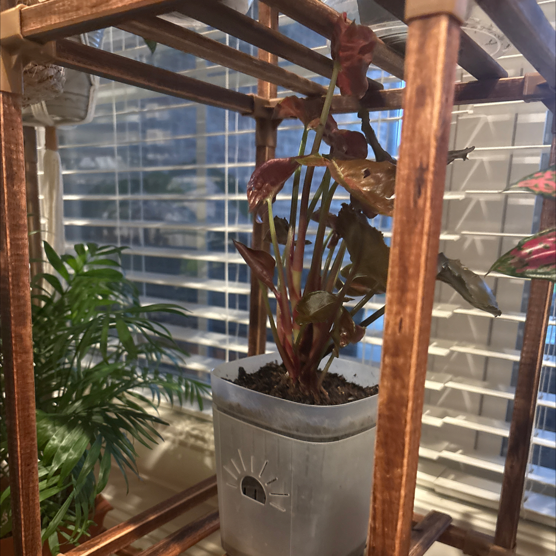 Photo of the plant species Syngonium Strawberry Ice by @PoetPoisonpie named Remington on Greg, the plant care app