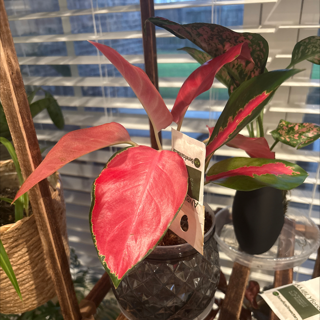 Photo of the plant species Red King by @PoetPoisonpie named Coco on Greg, the plant care app