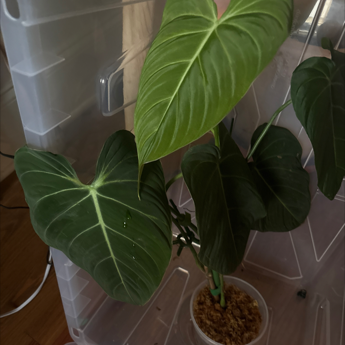 Photo of the plant species Philodendron Pastazanum by @PoetPoisonpie named Anne on Greg, the plant care app
