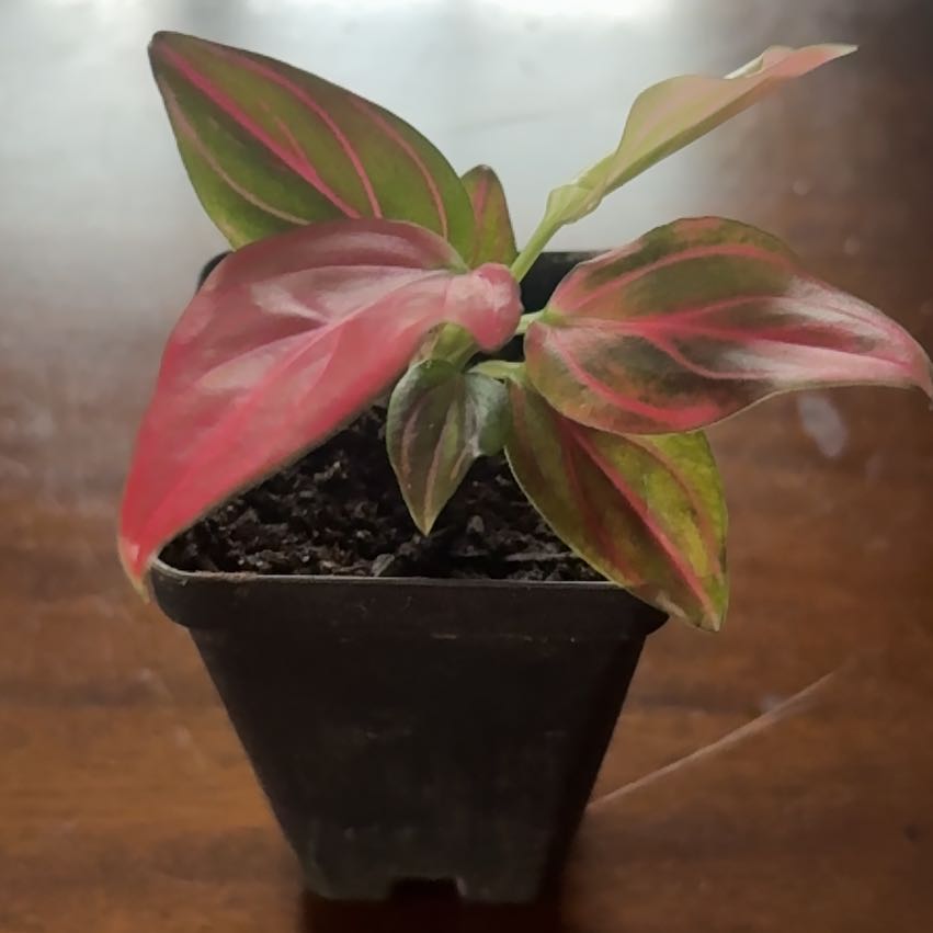 Photo of the plant species Aglaonema 'China Red' by @PoetPoisonpie named Aggie Red on Greg, the plant care app