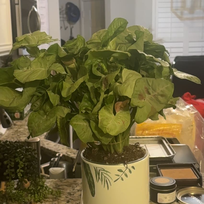 Photo of the plant species Synogium by @PoetPoisonpie named Harmony Bliss on Greg, the plant care app