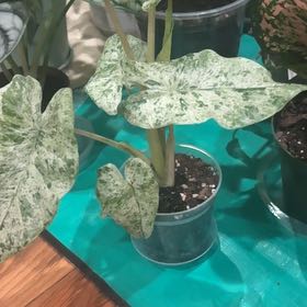 Photo of the plant species Alocasia Odora Batik Varigetated by @PoetPoisonpie named Lola on Greg, the plant care app