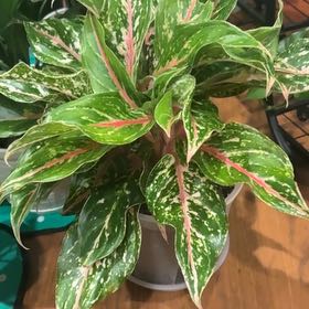 Photo of the plant species Aglaonema 'Pink Beauty' by @PoetPoisonpie named Peter Parker on Greg, the plant care app