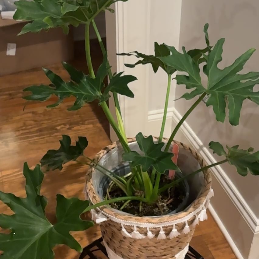 Photo of the plant species Hope Plant by @PoetPoisonpie named Josslyn on Greg, the plant care app