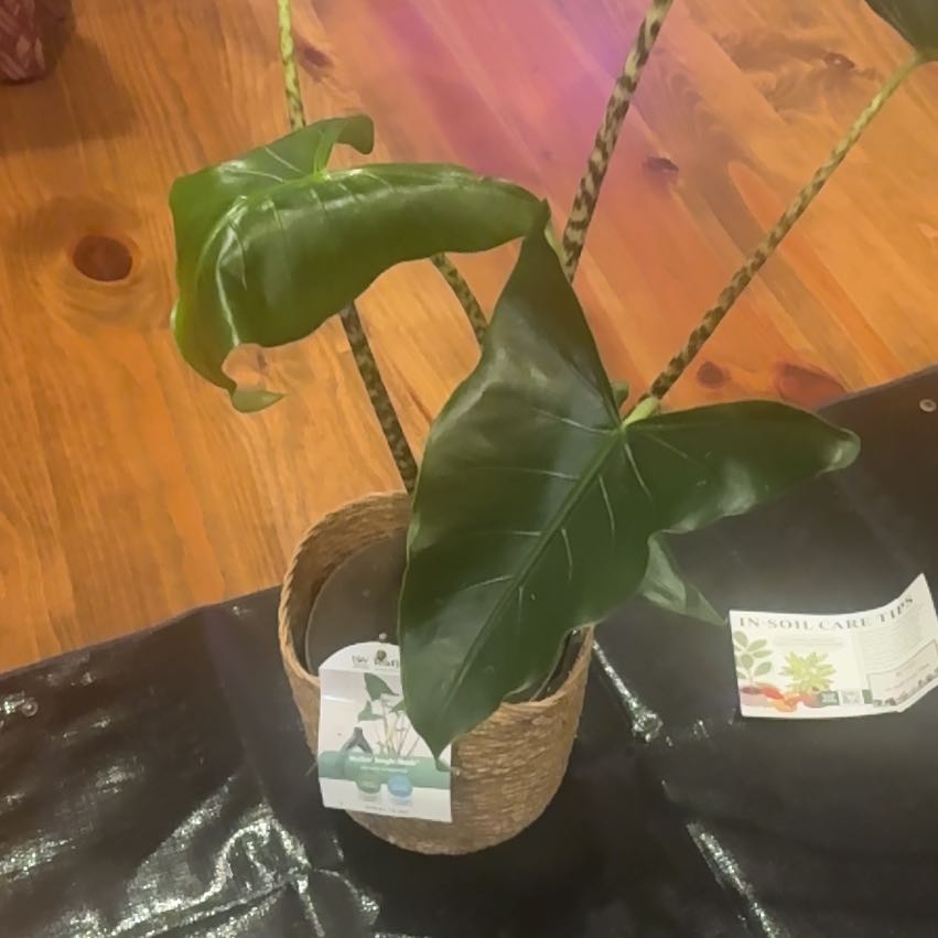 Photo of the plant species Amazonian Elephant's Ear by @PoetPoisonpie named Luna on Greg, the plant care app