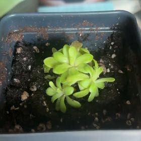 Photo of the plant species Mexican Butterwort by @PoetPoisonpie named Einstein on Greg, the plant care app