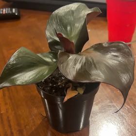 Photo of the plant species Philodendron Red Heart by @PoetPoisonpie named Bigleef Smalls on Greg, the plant care app