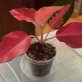 Photo of the plant species Red King by @PoetPoisonpie named Coco on Greg, the plant care app