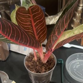 Photo of the plant species Red Chinese Evergreen by @PoetPoisonpie named Taylor Swift on Greg, the plant care app
