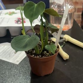 Photo of the plant species Philodendron lupinum by @PoetPoisonpie named Pax on Greg, the plant care app