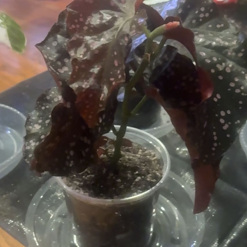 Photo of the plant species Begonia Cracklin Rosie by @PoetPoisonpie named Treeyoncé on Greg, the plant care app
