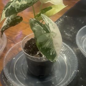 Photo of the plant species Alocasia Frydek by @PoetPoisonpie named Coco on Greg, the plant care app