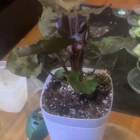 Photo of the plant species Syngonium Strawberry Ice by @PoetPoisonpie named Remington on Greg, the plant care app