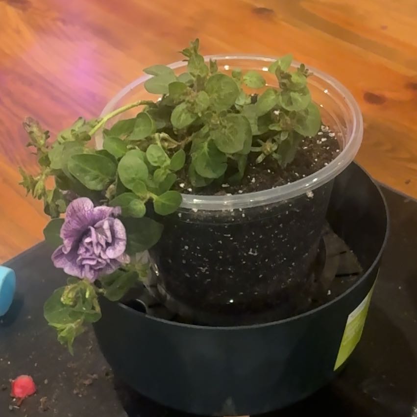 Photo of the plant species Supertunia 'Priscilla' by @PoetPoisonpie named Athena on Greg, the plant care app