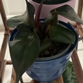 Photo of the plant species Philodendron Red Heart by @PoetPoisonpie named Marley on Greg, the plant care app
