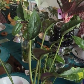 Photo of the plant species Alocasia Tiny Dancers by @PoetPoisonpie named Remington on Greg, the plant care app