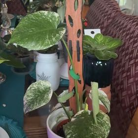 Photo of the plant species Monstera deliciosa 'Mint Variegata' by @PoetPoisonpie named Winston on Greg, the plant care app