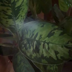 Photo of the plant species Camoflage by @PoetPoisonpie named Delilah on Greg, the plant care app