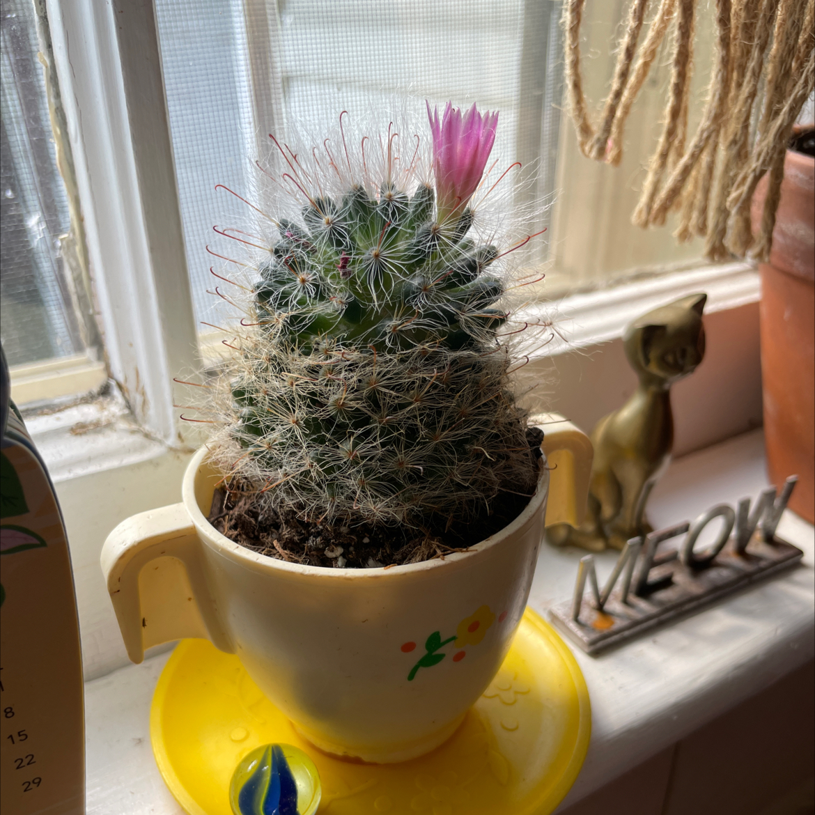 Powder Puff Cactus in a decorative pot with a pink flower blooming on top, placed on a windowsill.