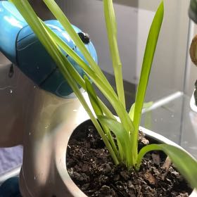 Photo of the plant species Albuca Bracteata by @HANnahSOLO3 named Achilles on Greg, the plant care app