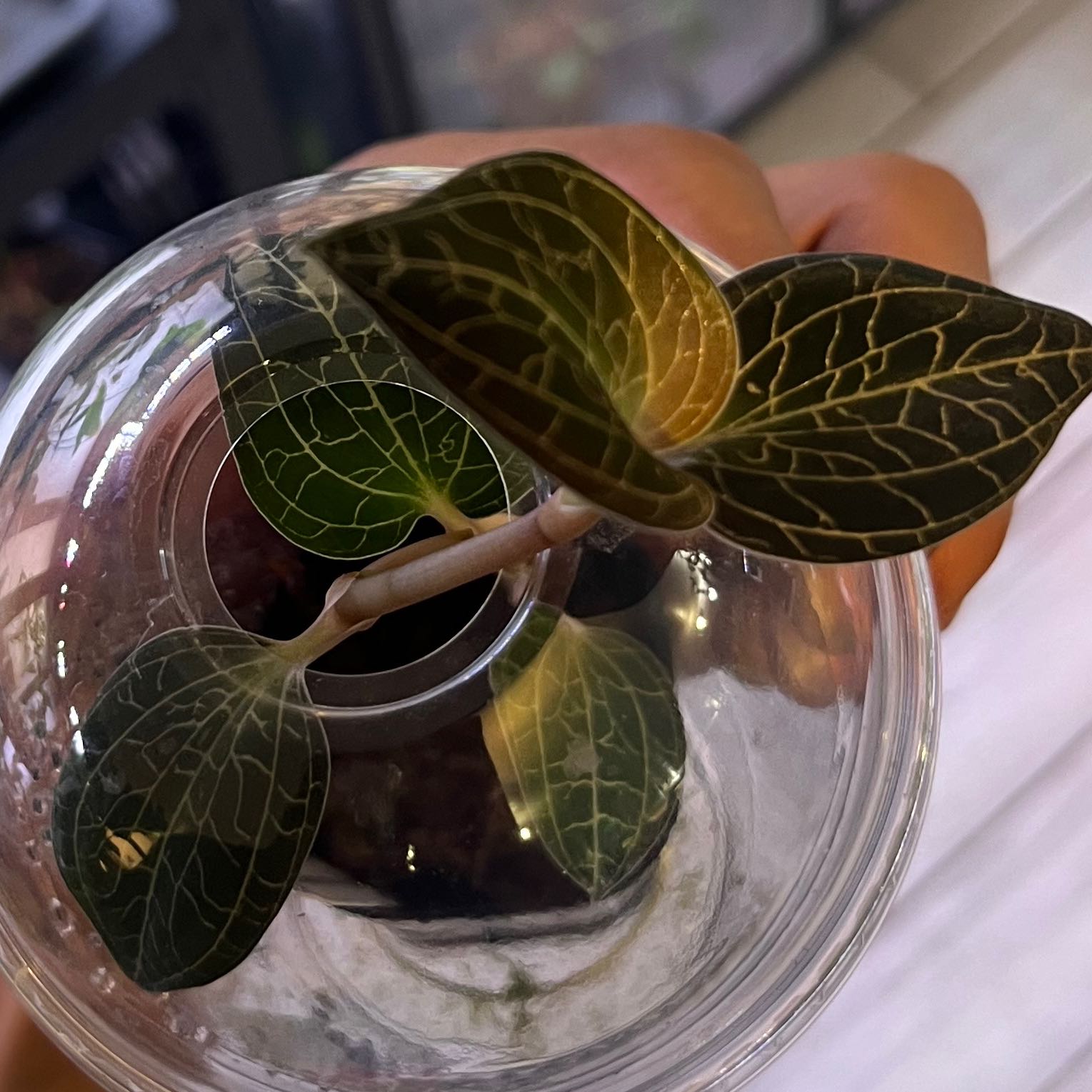 The Complete Dreamcatcher Jewel Orchid Plant Care Guide: Water, Light