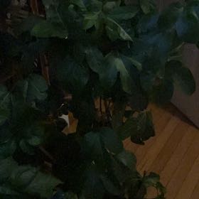 Photo of the plant species Passion Flower by @FavoredCassava named Bruce Lee on Greg, the plant care app