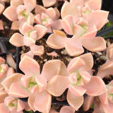 Photo of the plant species Graptoveria 'Harry Watson' by @BigSnakeplant named Aria on Greg, the plant care app
