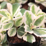 Photo of the plant species Variegated Lobster Flower by @BigSnakeplant named Austen on Greg, the plant care app