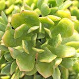 Photo of the plant species Aeonium Gomerense by @BigSnakeplant named Bieber on Greg, the plant care app