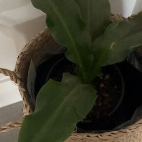 Photo of the plant species Veltheimia bracteata by @ImmortalRedlog named Winston on Greg, the plant care app