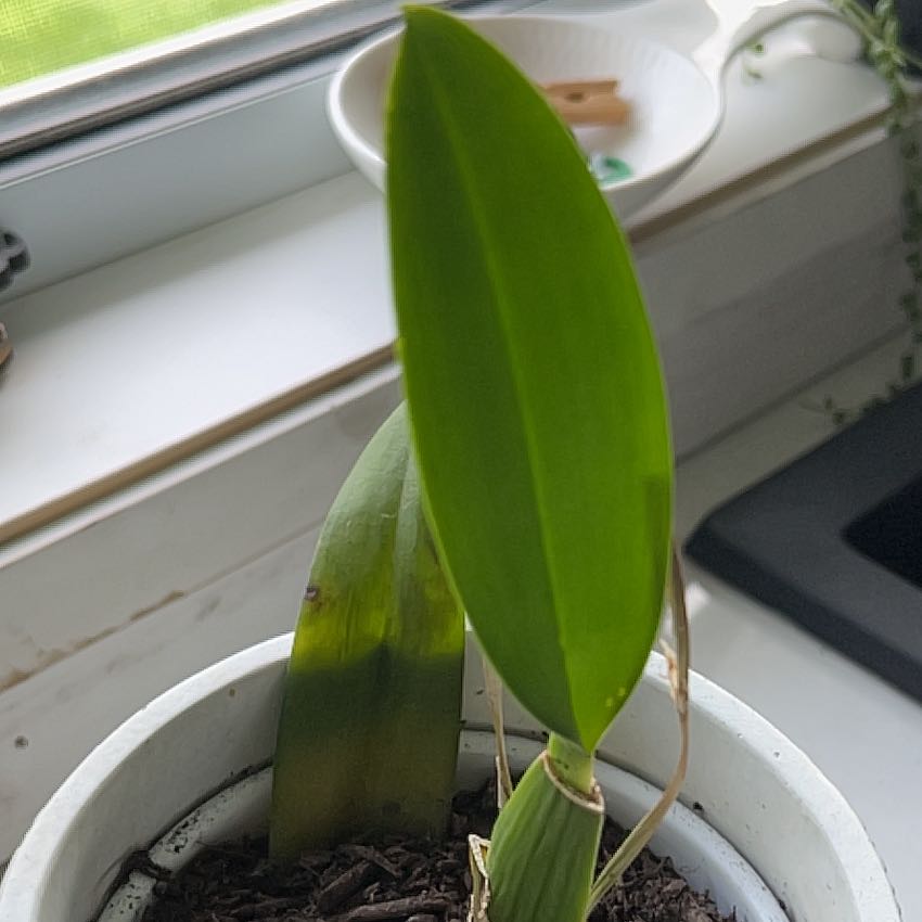 Photo of the plant species Lava Burst Pacific Sunrise Orchid by @ImmortalRedlog named Miley on Greg, the plant care app