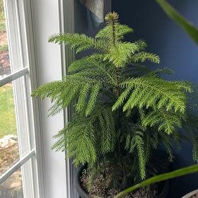 Growing Conifers From Cuttings: How To Root Pine Cuttings To Grow New Trees