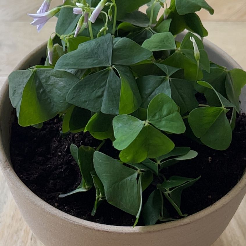 Potted Broadleaf Woodsorrel plant with healthy green leaves and visible flowers.