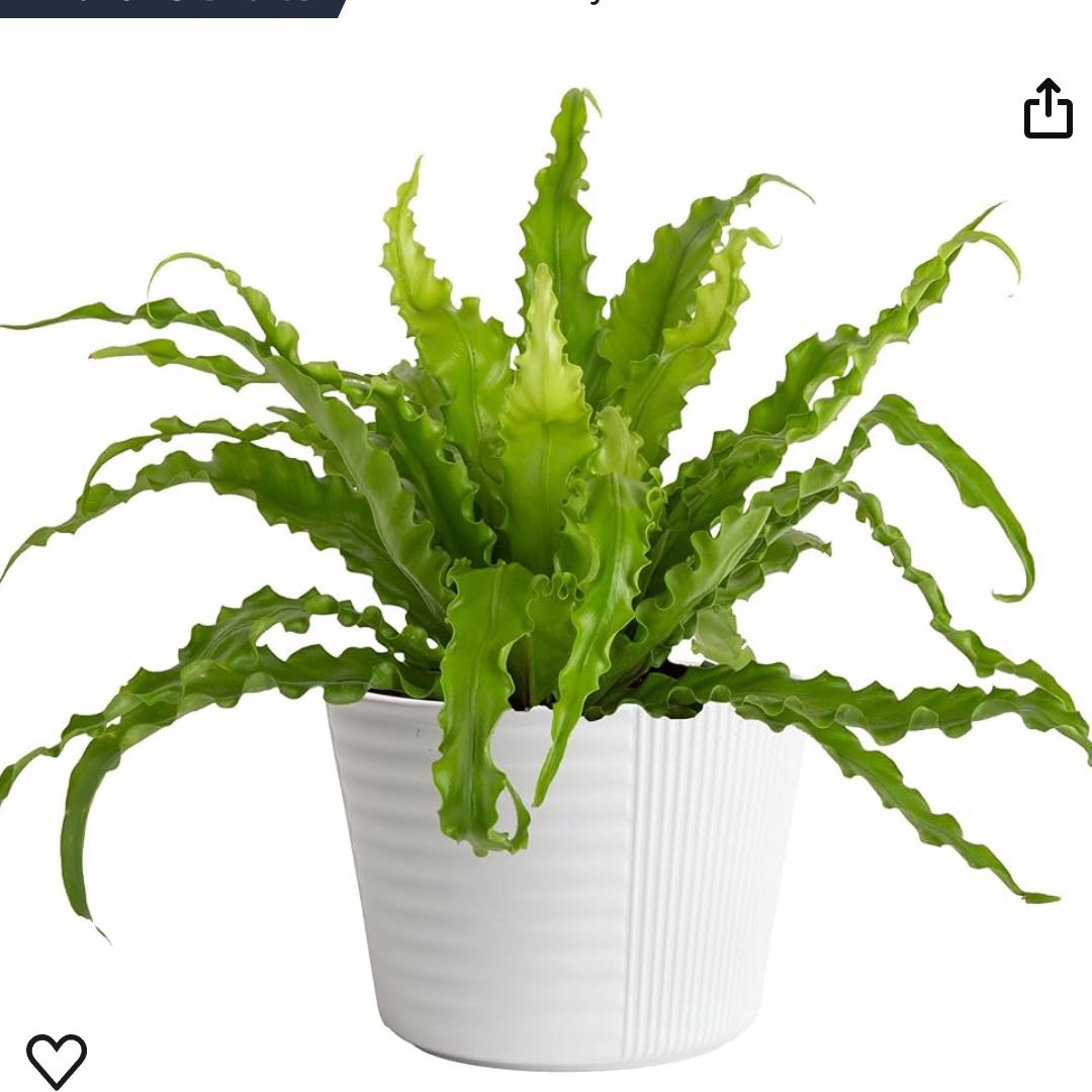 Photo of the plant species Birds Nest by @PioneerLipandra named Cabrini on Greg, the plant care app