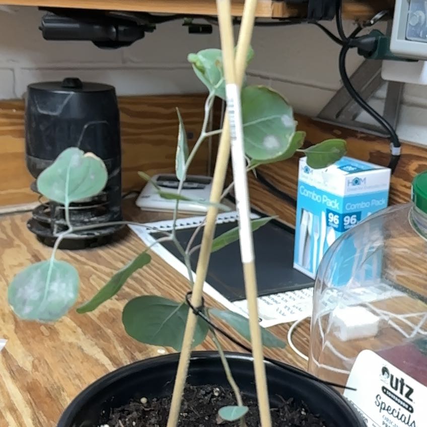 Plant care for Blue Flax.lily on Greg, the plant care app