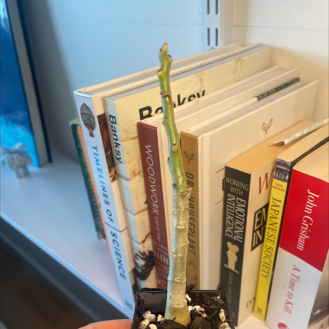 Photo of the plant species Adenium bohemianum by @LucentEllisia named Tolkien on Greg, the plant care app
