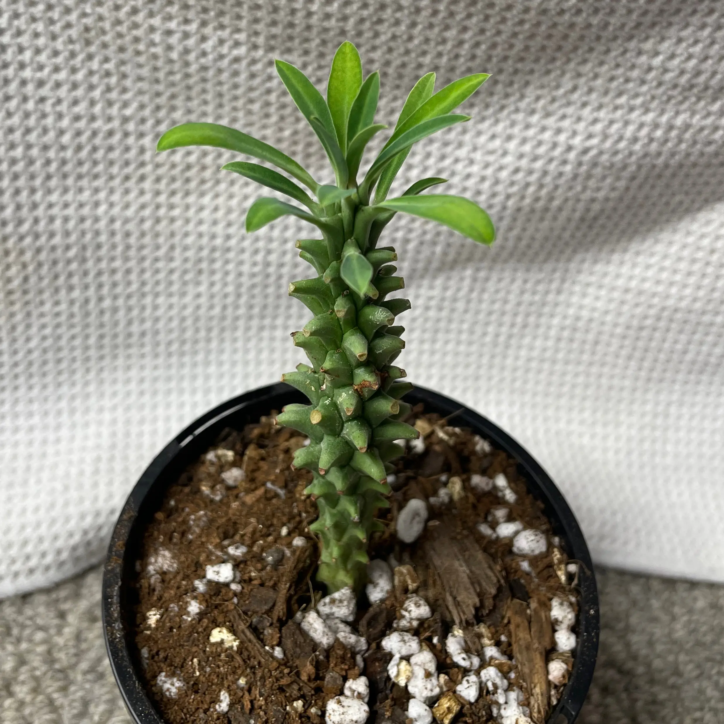 Photo of the plant species 'Ostrich Neck by @LucentEllisia named Euphorbia clandestina on Greg, the plant care app