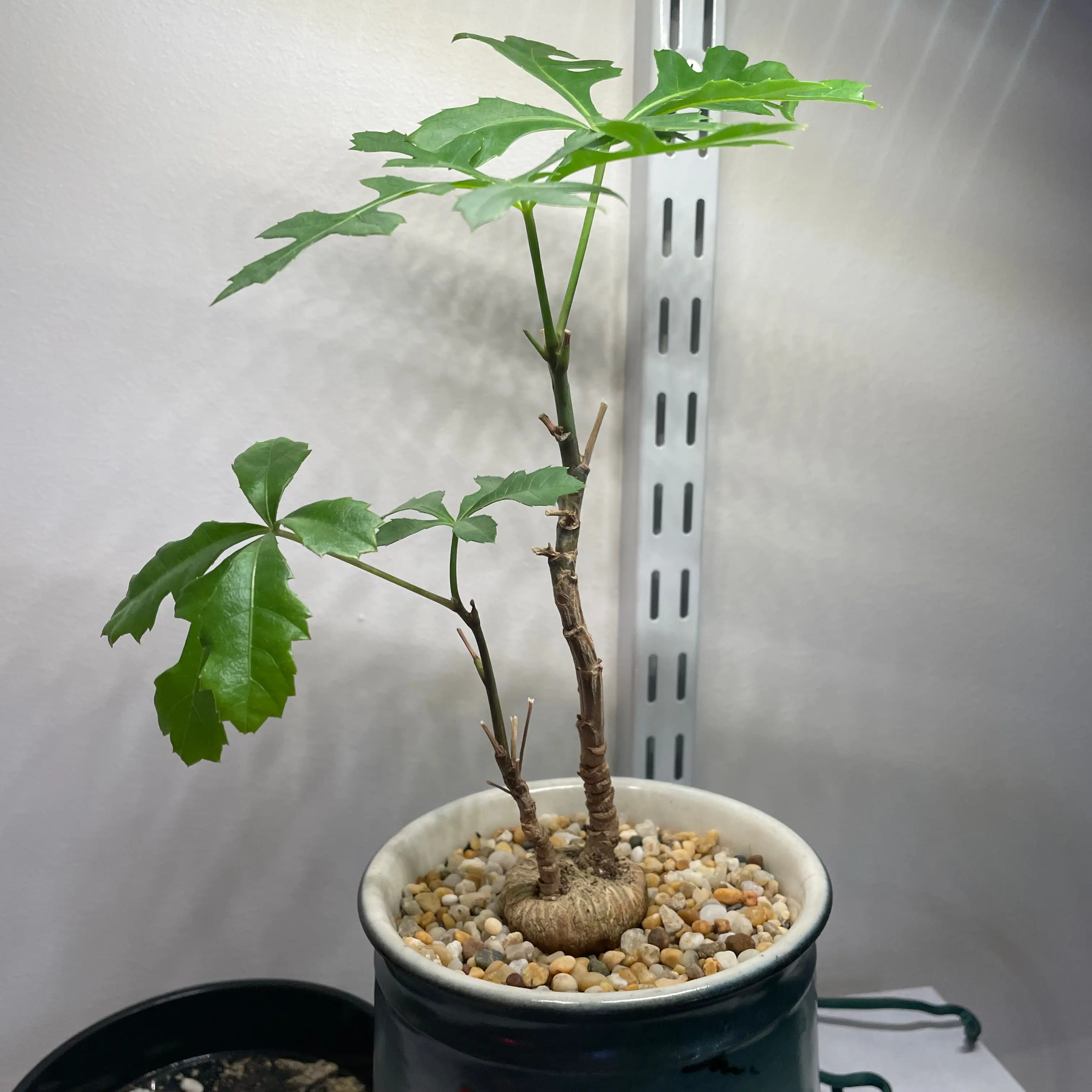 Photo of the plant species Common Cabbagetree by @LucentEllisia named Cussonia spicata on Greg, the plant care app