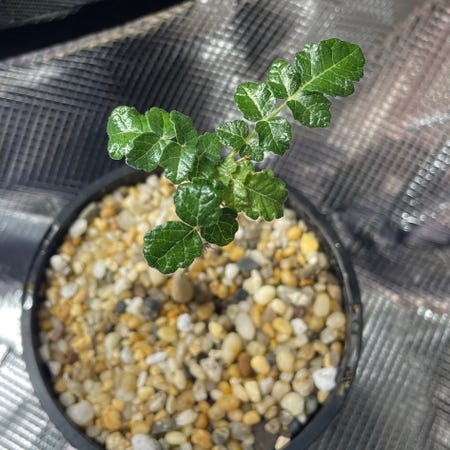 Photo of the plant species Boswellia sacra by @LucentEllisia named Kendall on Greg, the plant care app