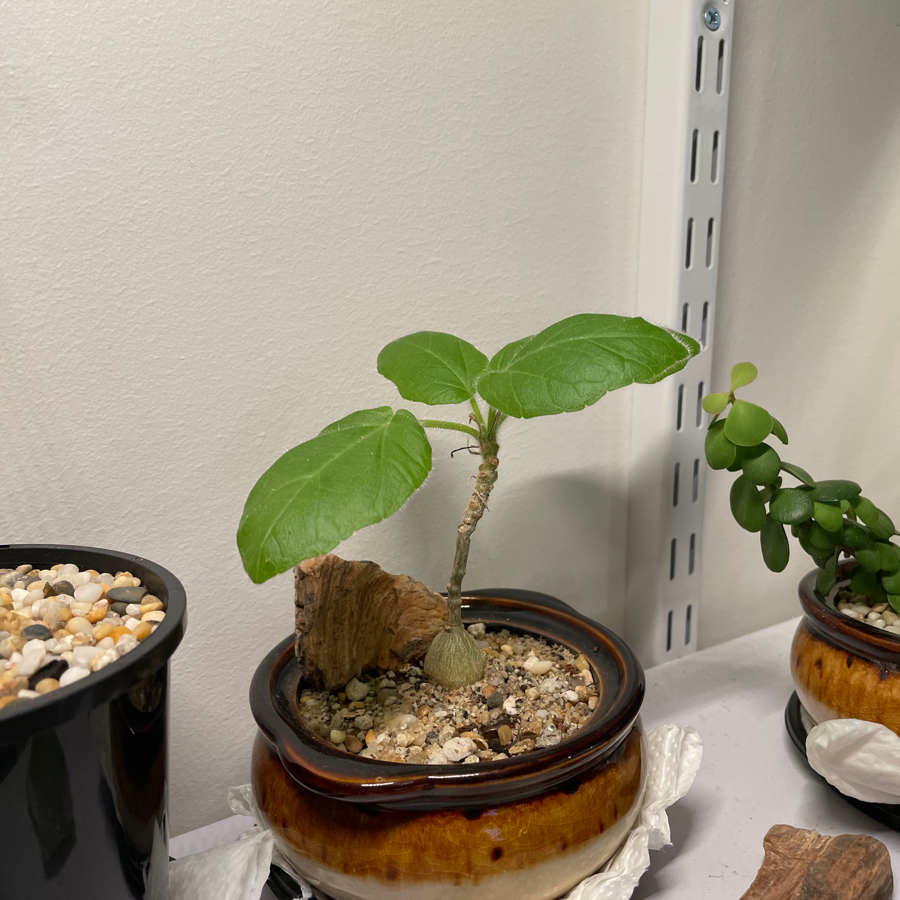 Photo of the plant species Uncarina roeoesliana by @LucentEllisia named Elina on Greg, the plant care app