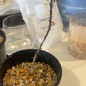 Photo of the plant species Fouquieria fasciculata by @LucentEllisia named Bigleef Smalls on Greg, the plant care app