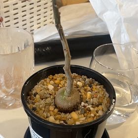 Photo of the plant species Cabbagetree by @LucentEllisia named Gobi on Greg, the plant care app