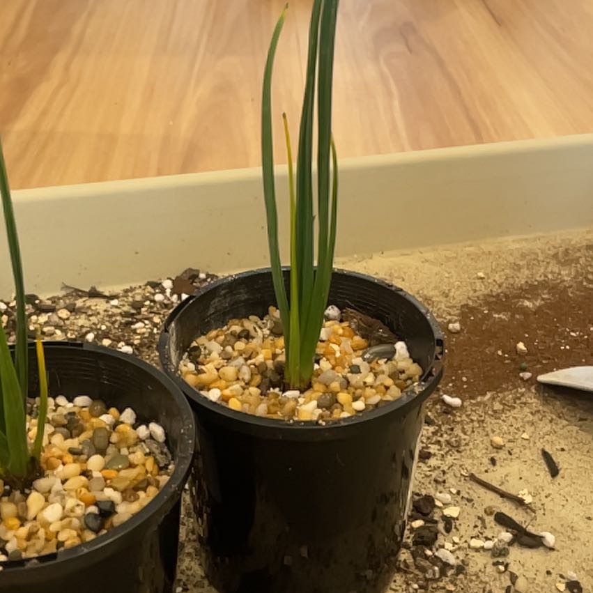 Photo of the plant species Dragon Blood Tree by @LucentEllisia named Treeyoncé on Greg, the plant care app