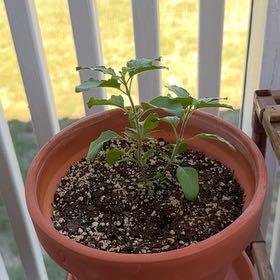 Photo of the plant species Holy Basil (Tulsi) by @UprightAchiote named Pax on Greg, the plant care app